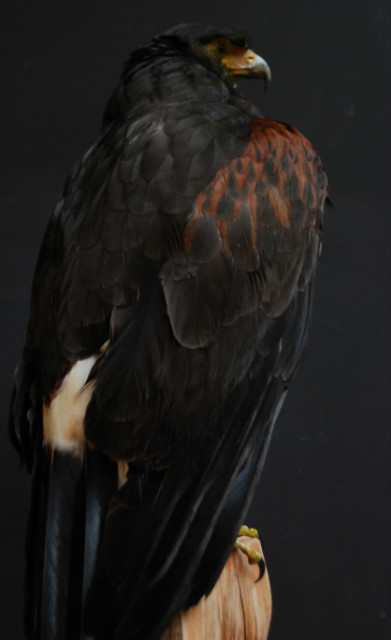 Sierlijk opgezette Harris hawk