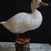 Kürzlich ausgestopfter weiße Ente