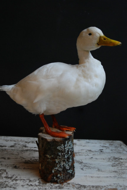Kürzlich ausgestopfter weiße Ente