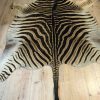 New soft tanned zebra skin