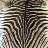 New soft tanned zebra skin
