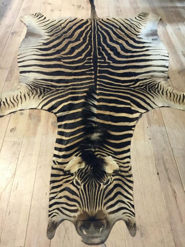 New soft tanned zebra skin