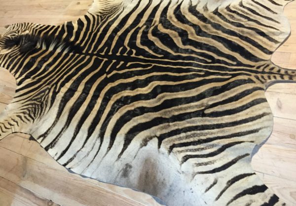 New soft tanned zebra skin