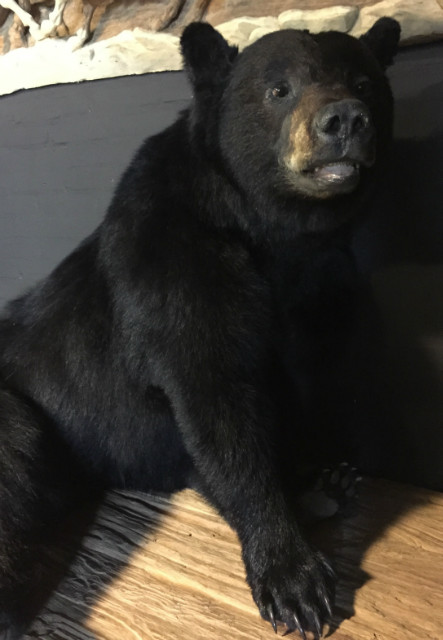 Very nice stuffed black bear