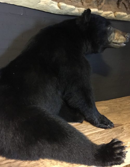 Very nice stuffed black bear