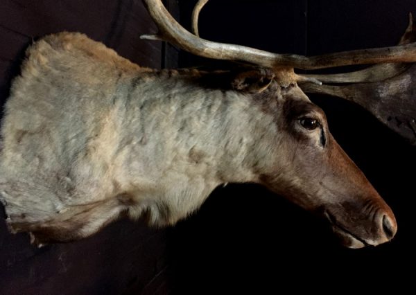 Rough stuffed head of a Caribou