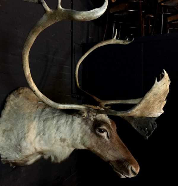 Rough stuffed head of a Caribou