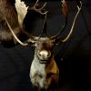 Rough stuffed head of a Caribou