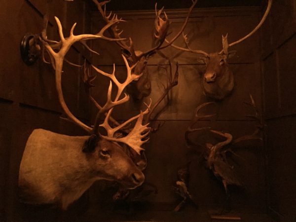 Rough stuffed head of a Caribou