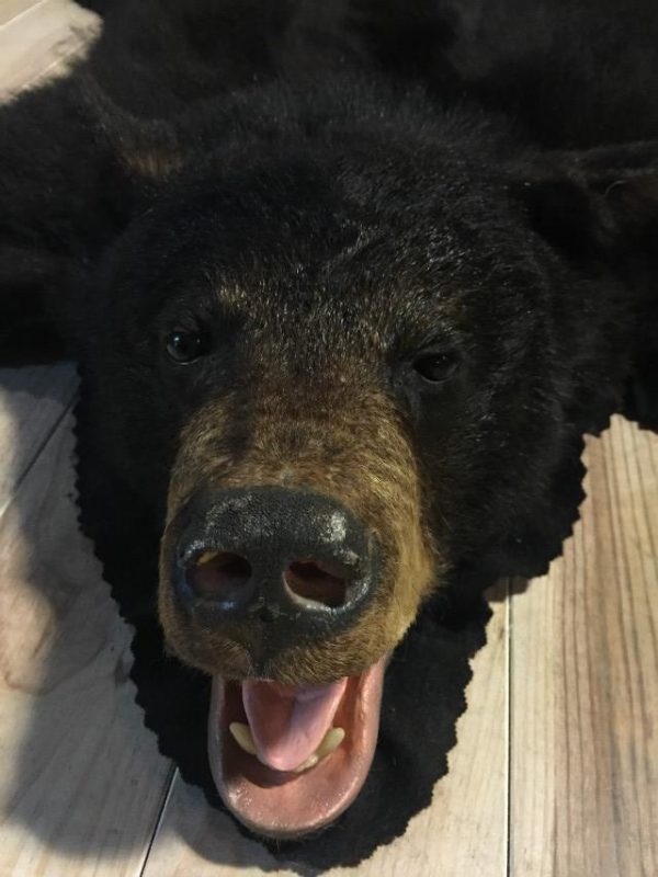 Beautiful skin of a black bear