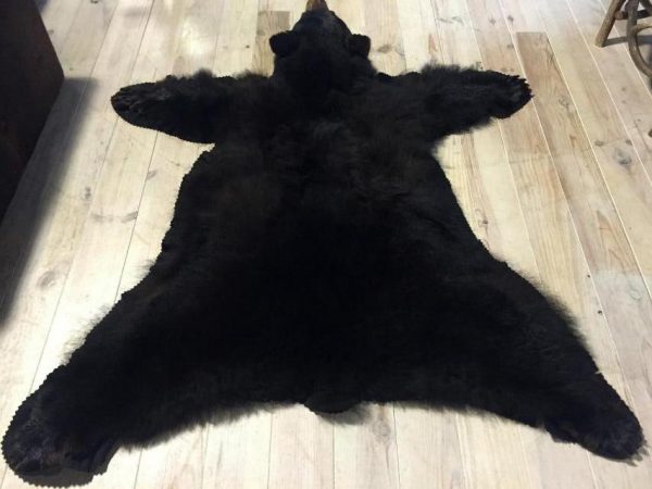 Beautiful skin of a black bear