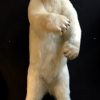 Very large stuffed polar bear.