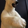 Very large stuffed polar bear.