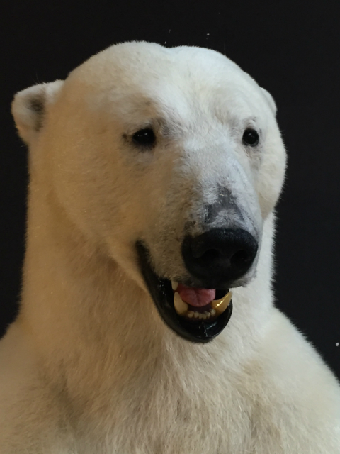 Very large stuffed polar bear.
