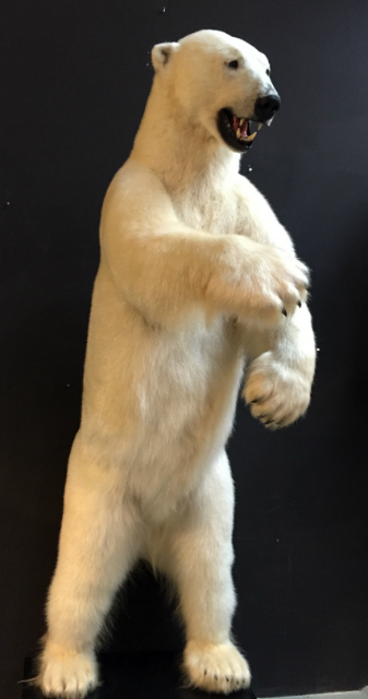 Very large stuffed polar bear.