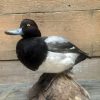 recently established scaup