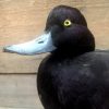 recently established scaup