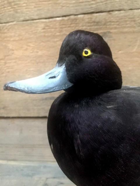 recently established scaup