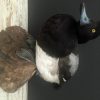 recently established scaup