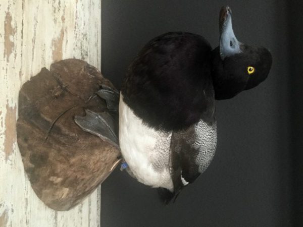 recently established scaup