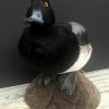 recently established scaup