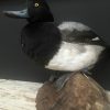 recently established scaup