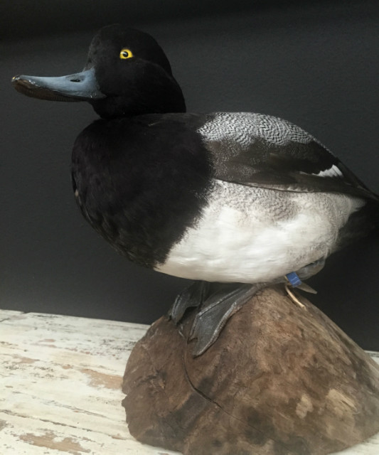 recently established scaup