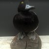 recently established scaup