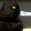 recently established scaup