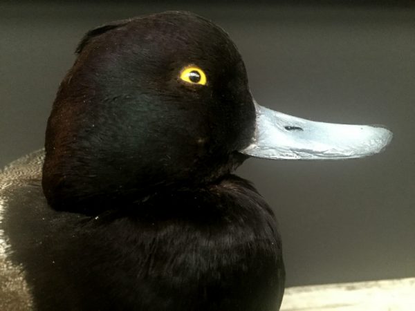 recently established scaup