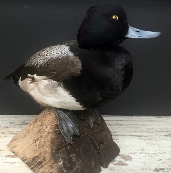 recently established scaup