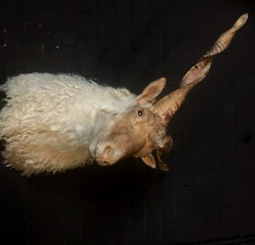 Stuffed head of a rackaschaap