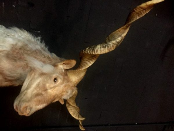 Stuffed head of a racka sheep