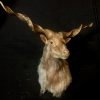 Stuffed head of a racka sheep