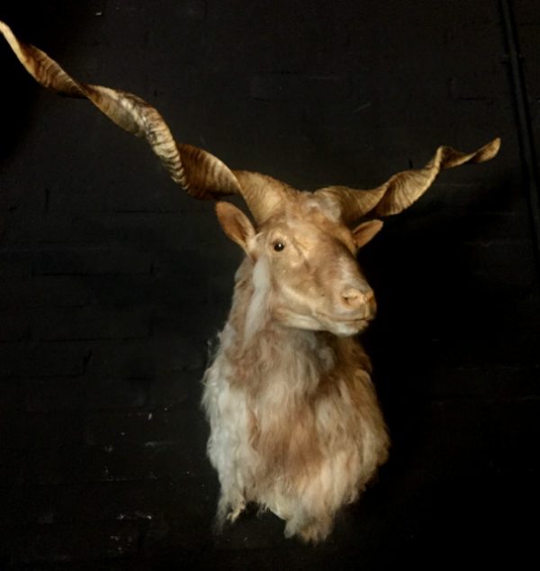 Stuffed head of a racka sheep