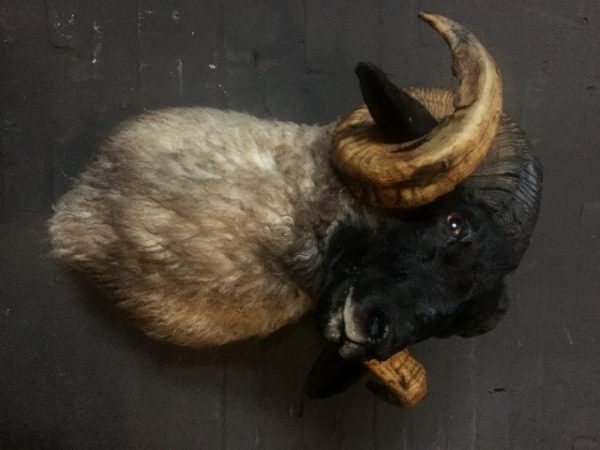 Mounted head of a very large ram