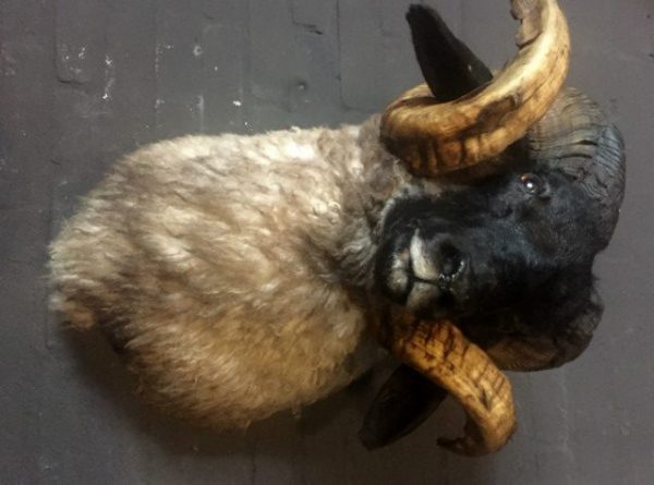 Mounted head of a very large ram