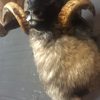 Mounted head of a very large ram