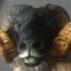 Mounted head of a very large ram