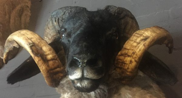 Mounted head of a very large ram