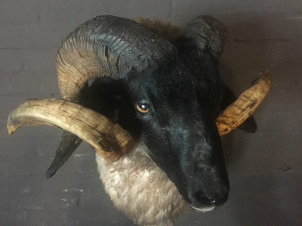 Mounted head of a very large ram