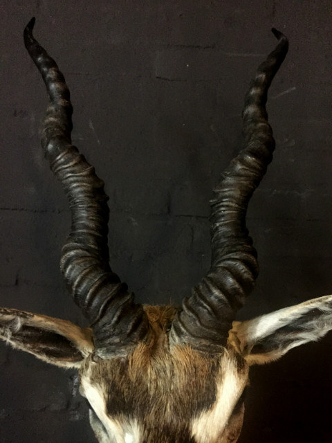 Hunting trophy of an Indian antelope.