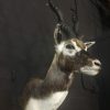 Jachttrofee van een Indische antilope