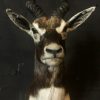 Nice taxidermy head of a big fallow deer.