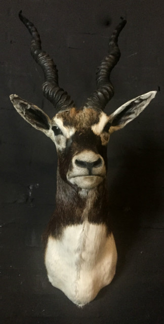 Hunting trophy of an Indian antelope.