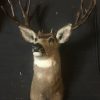 Hunting trophy of an American mule deer