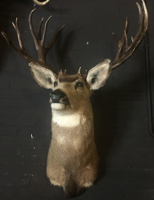 Hunting trophy of an American mule deer