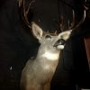 Hunting trophy of an American mule deer