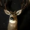 Hunting trophy of an American mule deer