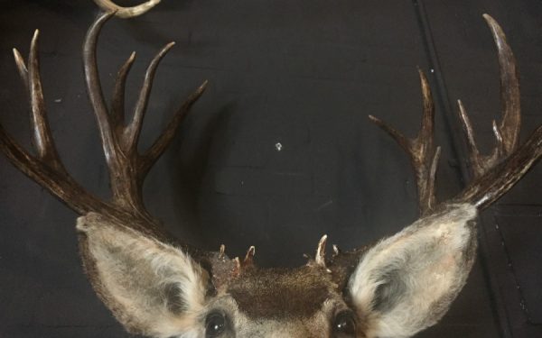 Hunting trophy of an American mule deer